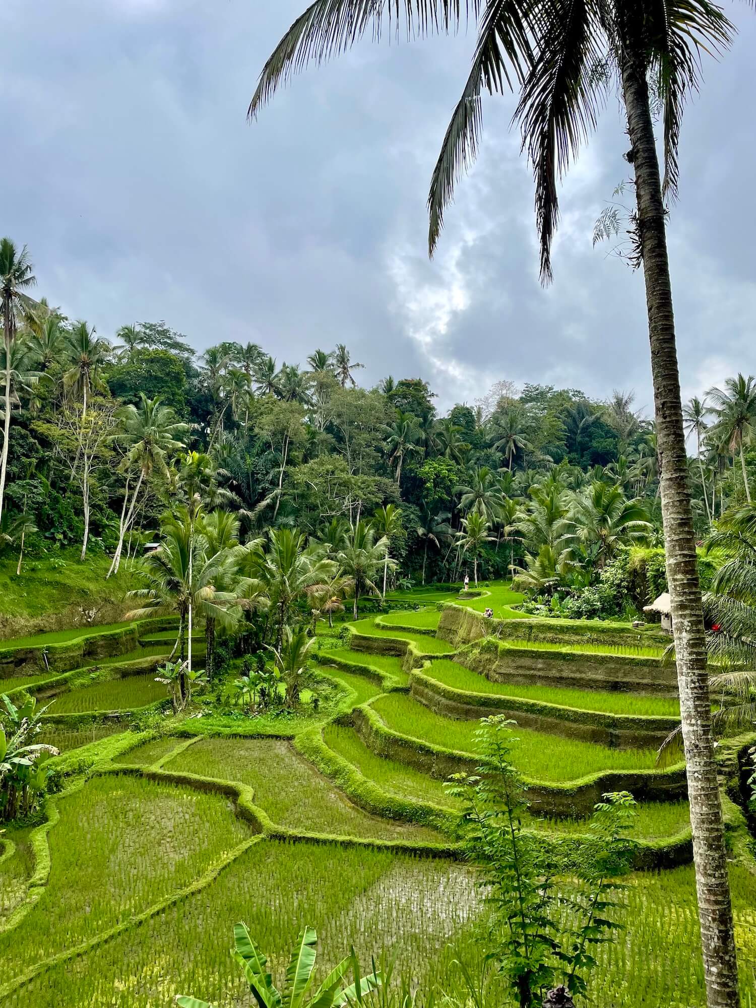 Pietra-Bali - Photo - Nature