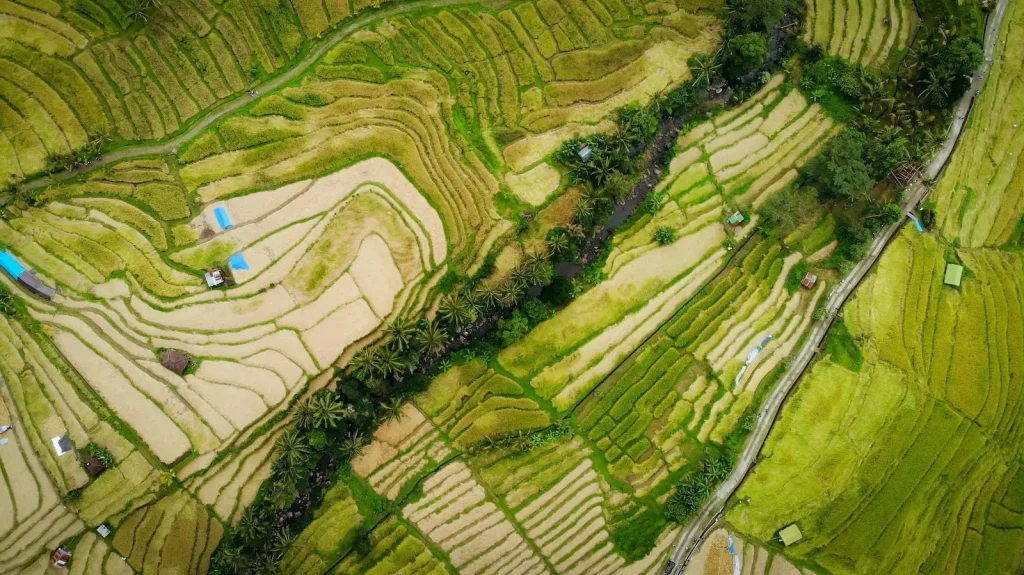 Pietra-Bali - Article